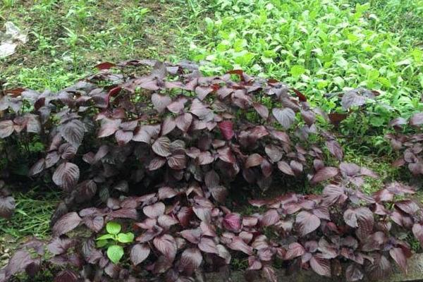 紫苏什么时候种(几月) 紫苏种子怎么种