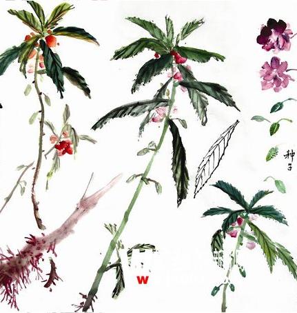 凤仙花怎么画(图解步骤) 凤仙花像什么