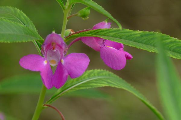 凤仙花怎么画(图解步骤) 凤仙花像什么
