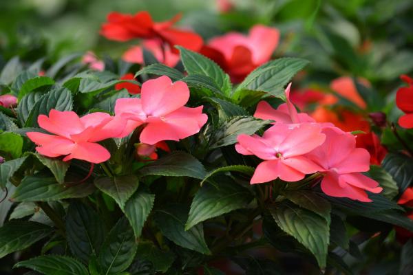 凤仙花怎么画(图解步骤) 凤仙花像什么