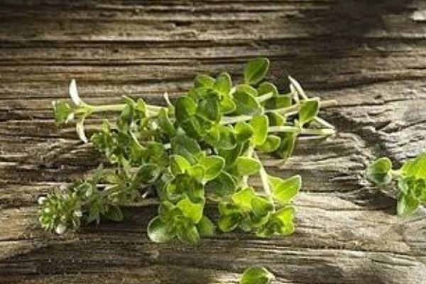 百里香和千里香的区别是什么 百里香的功效和作用