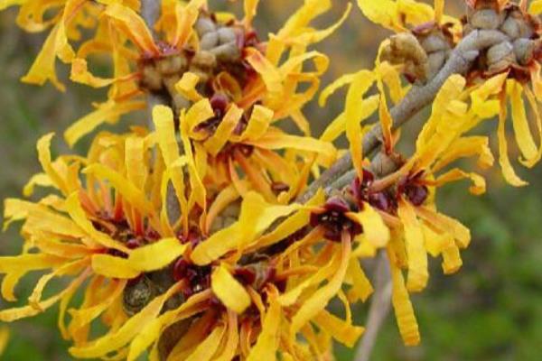 金缕梅功效与作用及禁忌 金缕梅药用价值