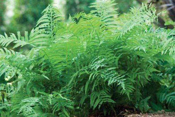 荚果蕨怎么吃 荚果蕨又叫什么(别名)