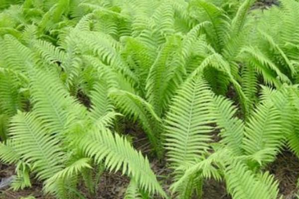 荚果蕨怎么吃 荚果蕨又叫什么(别名)