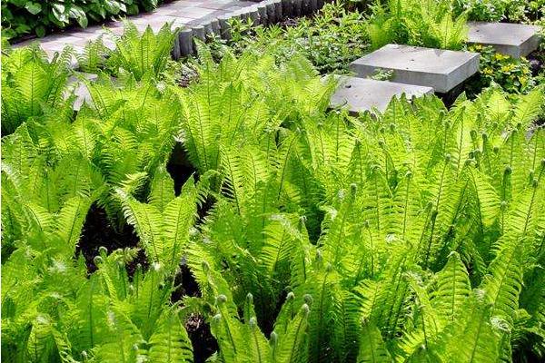 荚果蕨怎么吃 荚果蕨又叫什么(别名)