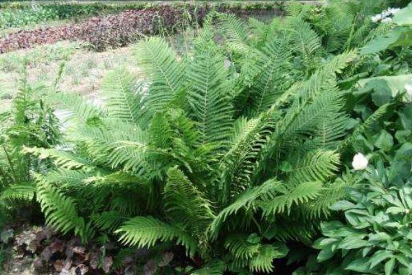 荚果蕨怎么吃 荚果蕨又叫什么(别名)