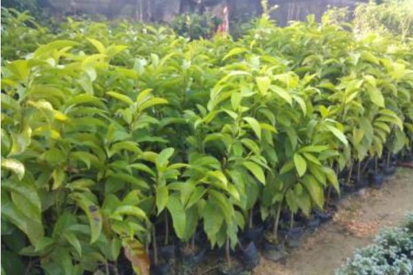 白兰花种子市场价格多少钱一斤 白兰花的繁殖方法