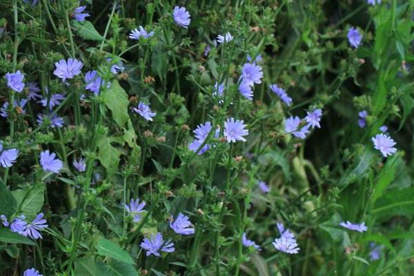 菊苣怎么种 菊苣种植方法与注意事项