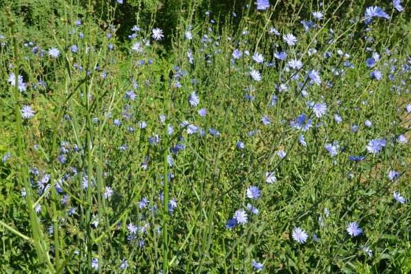 菊苣怎么种 菊苣种植方法与注意事项
