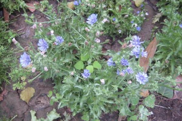 菊苣怎么种 菊苣种植方法与注意事项