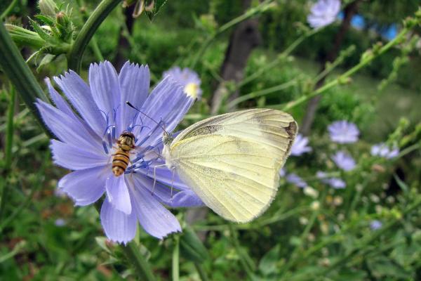 菊苣怎么种 菊苣种植方法与注意事项