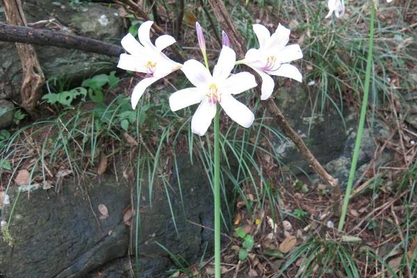 鹿葱和萱草的区别是什么 鹿葱的繁殖方式