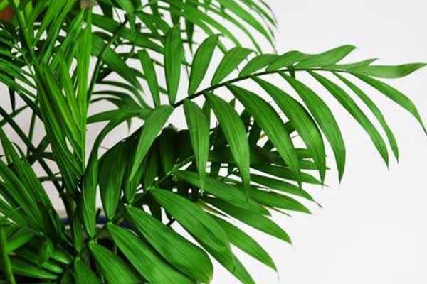 散尾葵怎么浇水(多久浇一次) 散尾葵叶子发黄怎么办