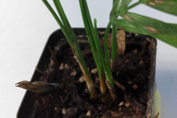 散尾葵怎么浇水(多久浇一次) 散尾葵叶子发黄怎么办