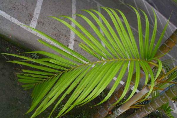 散尾葵怎么浇水(多久浇一次) 散尾葵叶子发黄怎么办