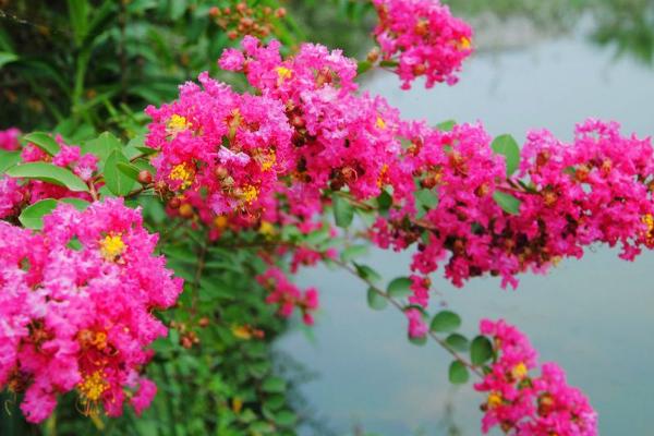 紫薇花怎么浇水(多久浇一次) 紫薇花的养殖方法