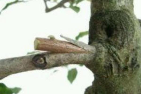 紫薇花怎么浇水(多久浇一次) 紫薇花的养殖方法