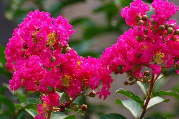 紫薇花怎么浇水(多久浇一次) 紫薇花的养殖方法