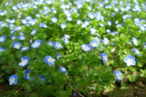 婆婆纳图片大全 婆婆纳花语及寓意(为什么叫婆婆纳)