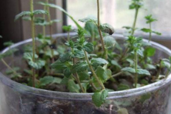 婆婆纳图片大全 婆婆纳花语及寓意(为什么叫婆婆纳)