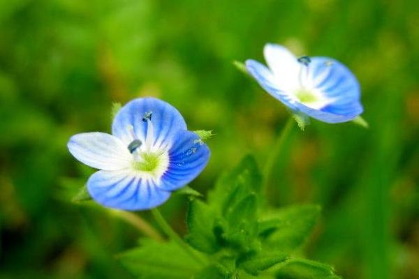 婆婆纳图片大全 婆婆纳花语及寓意(为什么叫婆婆纳)