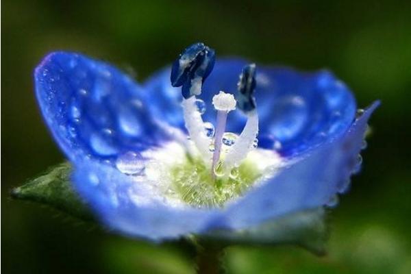 婆婆纳图片大全 婆婆纳花语及寓意(为什么叫婆婆纳)