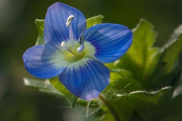 婆婆纳图片大全 婆婆纳花语及寓意(为什么叫婆婆纳)