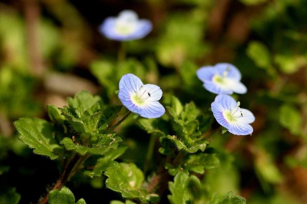婆婆纳图片大全 婆婆纳花语及寓意(为什么叫婆婆纳)