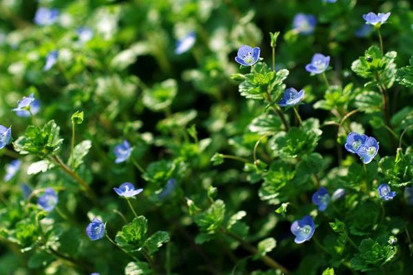 婆婆纳图片大全 婆婆纳花语及寓意(为什么叫婆婆纳)