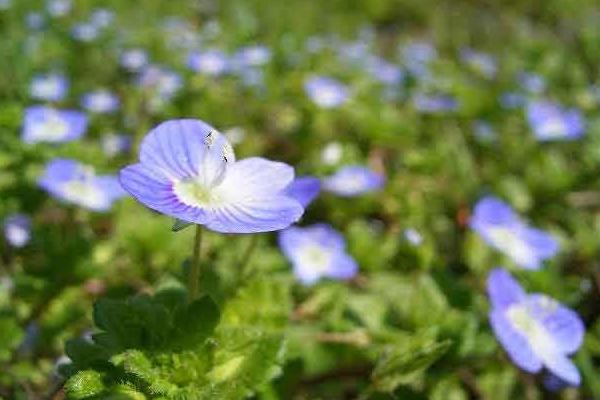 婆婆纳图片大全 婆婆纳花语及寓意(为什么叫婆婆纳)