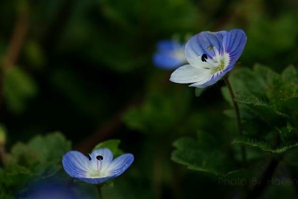 婆婆纳图片大全 婆婆纳花语及寓意(为什么叫婆婆纳)