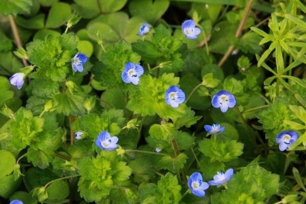 婆婆纳图片大全 婆婆纳花语及寓意(为什么叫婆婆纳)