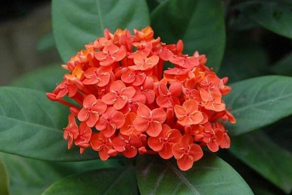 仙丹花有毒吗 仙丹花可以放在室内卧室吗