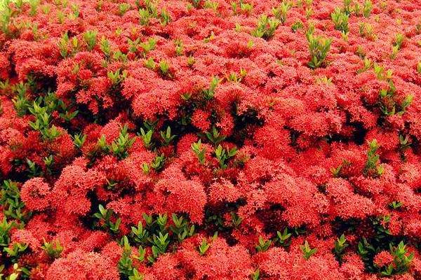 仙丹花有毒吗 仙丹花可以放在室内卧室吗