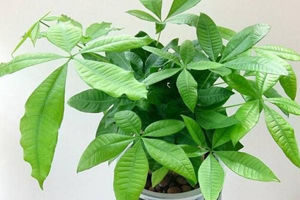 发财树四季养护方法 发财树怎么修剪造型