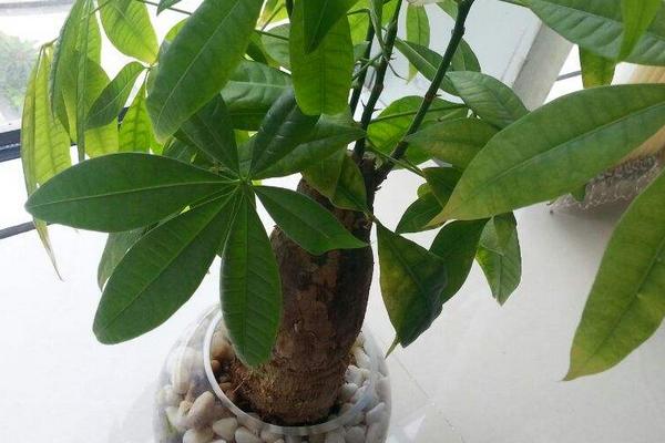 发财树四季养护方法 发财树怎么修剪造型