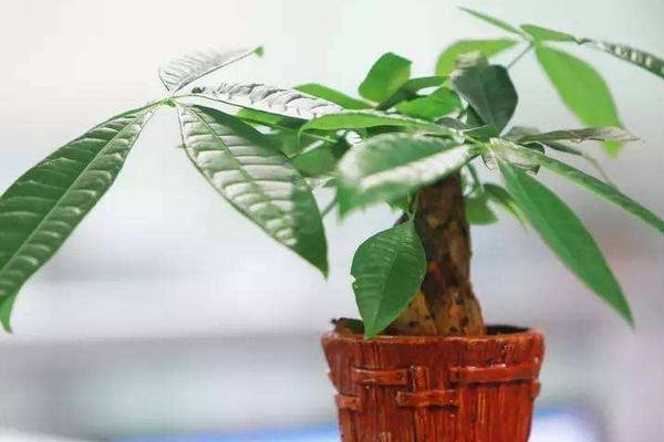 发财树四季养护方法 发财树怎么修剪造型