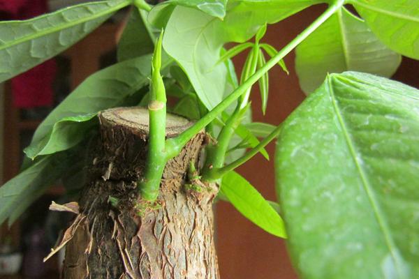 发财树四季养护方法 发财树怎么修剪造型