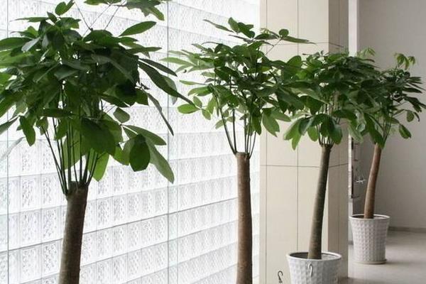 发财树四季养护方法 发财树怎么修剪造型