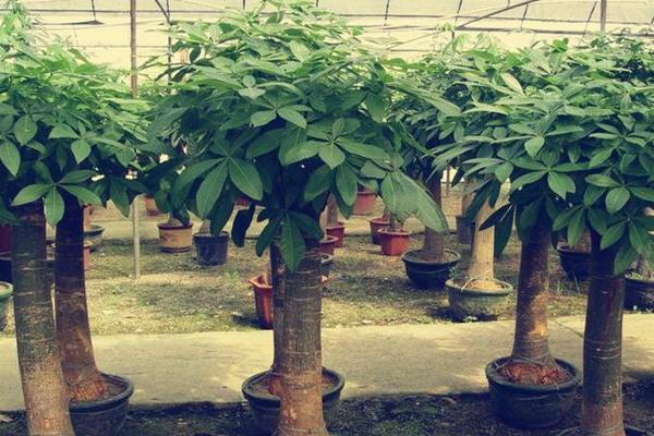 发财树四季养护方法 发财树怎么修剪造型