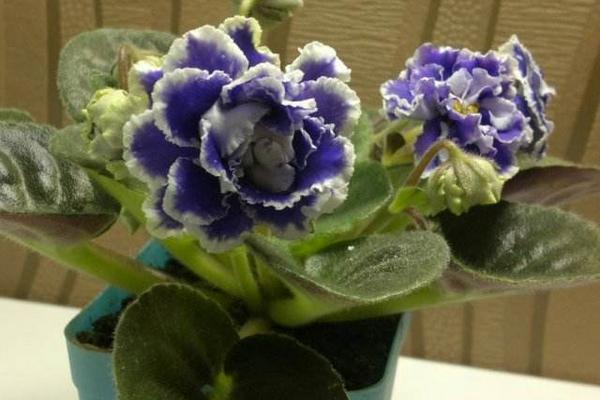 非洲堇怎么养 非洲堇养殖方法与注意事项