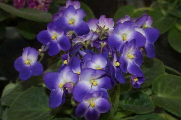 非洲堇怎么养 非洲堇养殖方法与注意事项