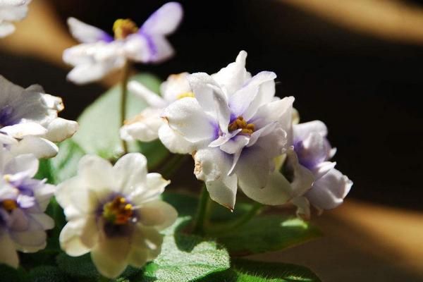 非洲堇怎么养 非洲堇养殖方法与注意事项