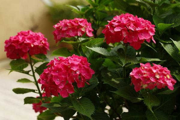 非洲堇怎么养 非洲堇养殖方法与注意事项