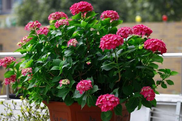 非洲堇怎么养 非洲堇养殖方法与注意事项