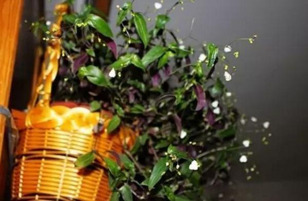 婚纱吊兰怎么浇水(多久浇一次) 婚纱吊兰怎么施肥