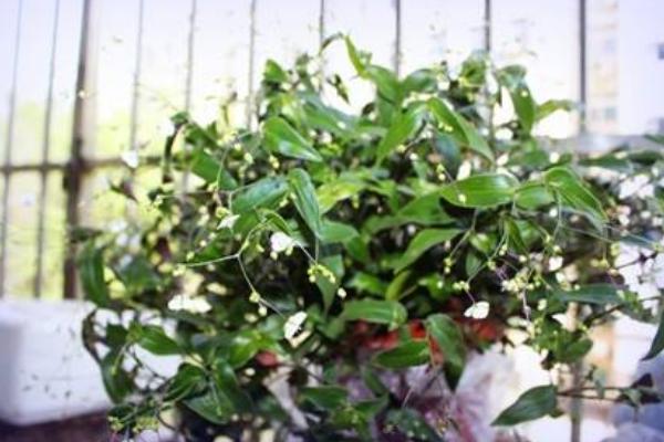 婚纱吊兰怎么浇水(多久浇一次) 婚纱吊兰怎么施肥