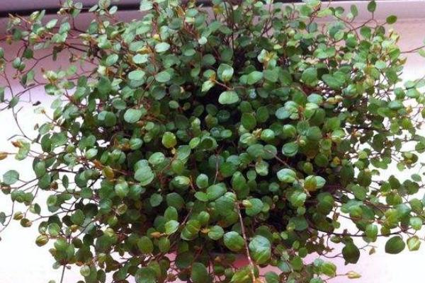 婚纱吊兰怎么浇水(多久浇一次) 婚纱吊兰怎么施肥