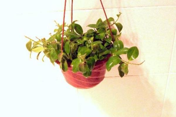 婚纱吊兰怎么浇水(多久浇一次) 婚纱吊兰怎么施肥