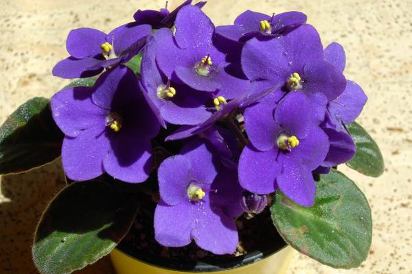 非洲堇怎么养 非洲堇养殖方法与注意事项